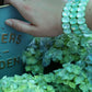 Bracelet - Candy Gem Oval Mint - Shop LINNY CO